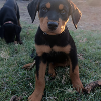Cuccioli rottweiler