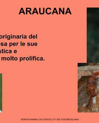 Galline ornamentali auracana e balnevelder