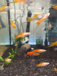 PLATY/MOLLY € 1,95