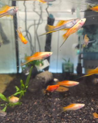 PLATY/MOLLY € 1,95