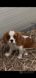 Cavalier king