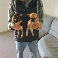 Cuccioli di cihuahua