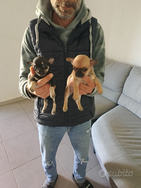 Cuccioli di cihuahua