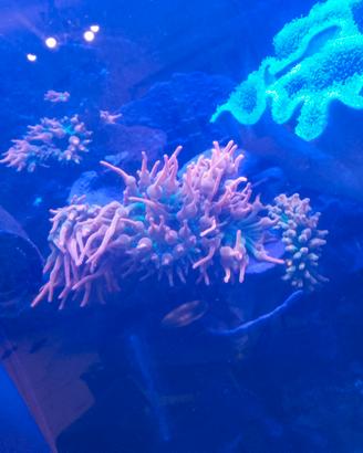 Anemoni quadricolore