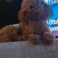 Barboncino mini toy per monta