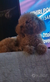 Barboncino mini toy per monta