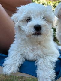 Cuccioli maltese