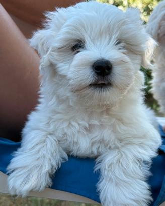 Cuccioli maltese