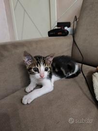 Gattini