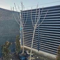 Pianta di LILLA' fiore VIOLA