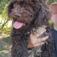 Lagotto romagnolo cucciolo maschio con pedigree