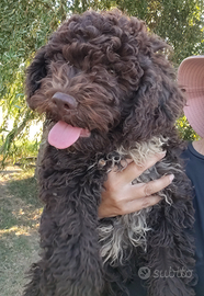 Lagotto romagnolo cucciolo maschio con pedigree