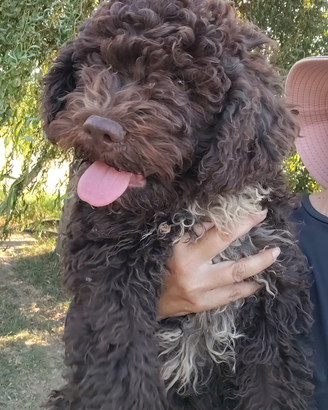 Lagotto romagnolo cucciolo maschio con pedigree