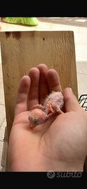 Inseparabili allevati a mano