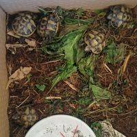 Baby di tartarughe di terra