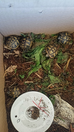 Baby di tartarughe di terra