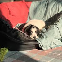 Cuccioli jack russel