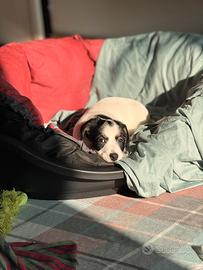 Cuccioli jack russel