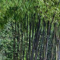 Bambù Nigra