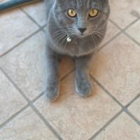 Vendita gatto certosino