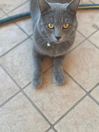 Vendita gatto certosino