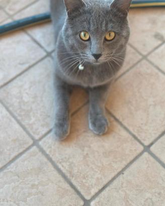 Vendita gatto certosino