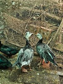 Coppia di oche delle nevi