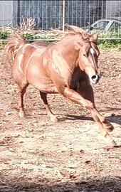 Cavallo