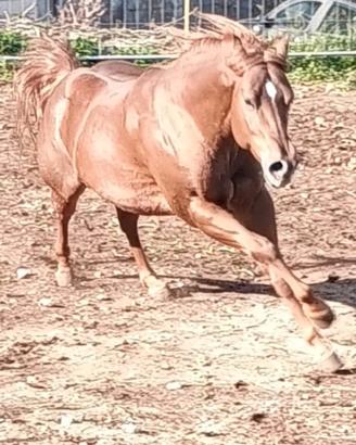 Cavallo