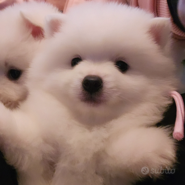 Allevamento Volpini Italiani