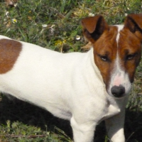 Maschio adulto jack russell per monta