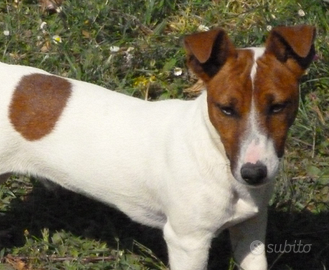 Maschio adulto jack russell per monta