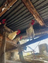 Galli incrocio Brahma