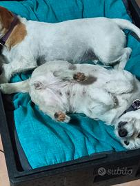 cucciole di jack Russel 