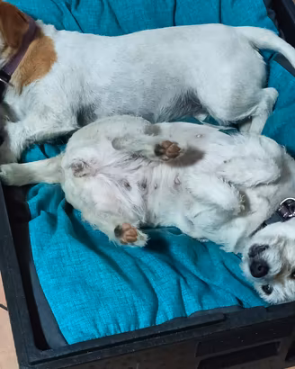 cucciole di jack Russel 