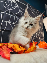 LEGGERE SOTTO Maine Coon AS25 CARRIER SHADED TOP