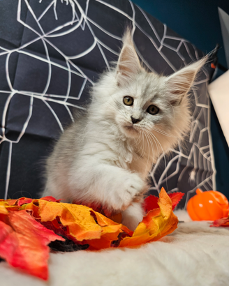 LEGGERE SOTTO Maine Coon AS25 CARRIER SHADED TOP