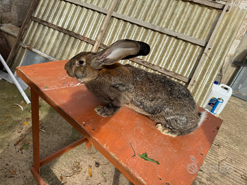Conigli giganti delle fiandre