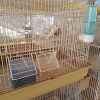 Coppie di diamantini