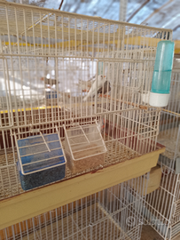 Coppie di diamantini