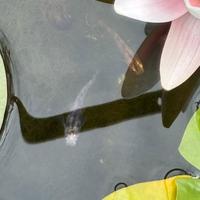 Pesci d'acqua fredda e anche esotici