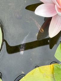 Pesci d'acqua fredda e anche esotici