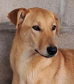 Teo, 8 mesi, dolcissimo