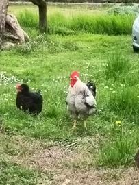 Galline e galli