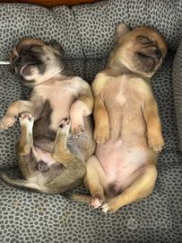 Cuccioli di chihuahua