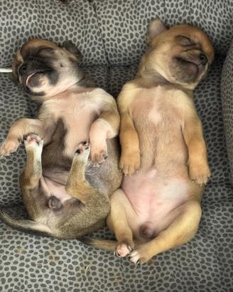 Cuccioli di chihuahua