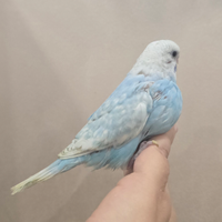 Pappagalli, calopsite, inseparabili, cocorite