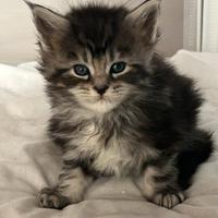 Maine Coon