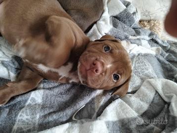 Pittbull UKC