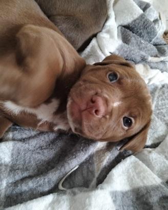 Pittbull UKC